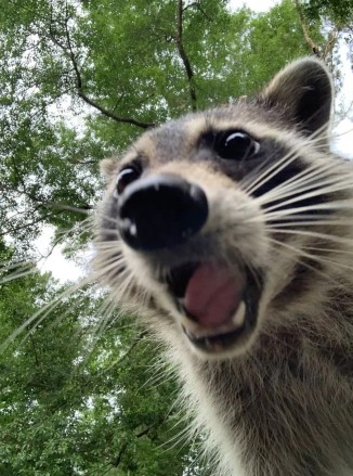 Raccoon with Mouth Open